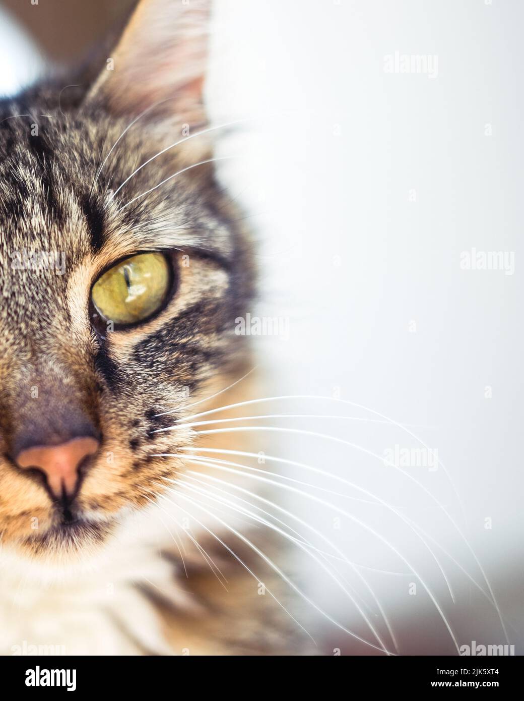 Les nombreux chats errants trouvés autour d'Istanbul Banque D'Images