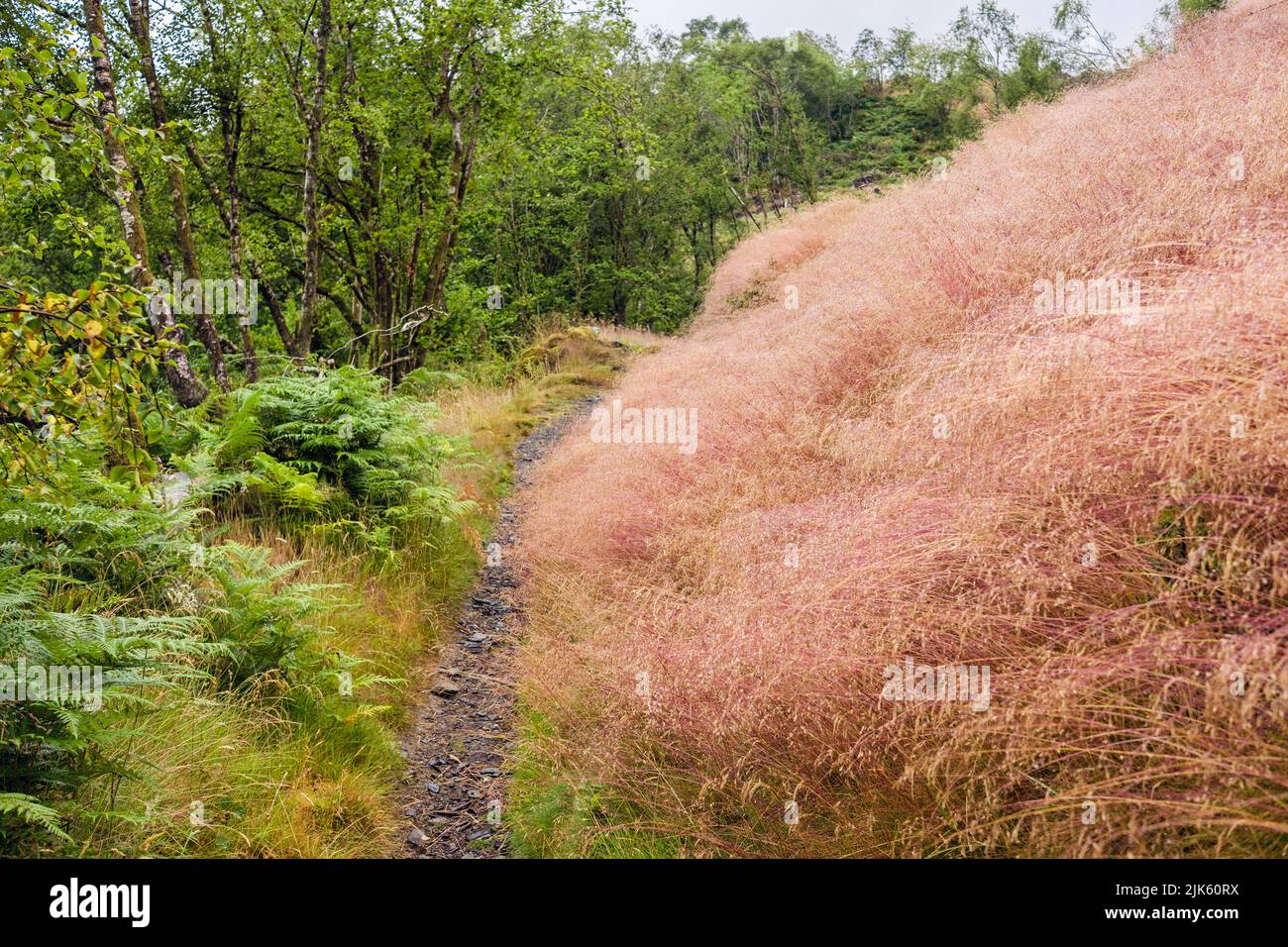 Sentier de campagne à travers les fougères et les herbes à Snowdonia en été. Crafnant, Capel, Curig, Conwy, Nord du pays de Galles, Royaume-Uni, Grande-Bretagne, Europe Banque D'Images