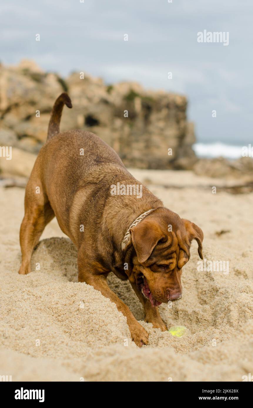 Chien creusant avec la balle Trigg Dog Beach Western Australia Bull mastiff x Banque D'Images