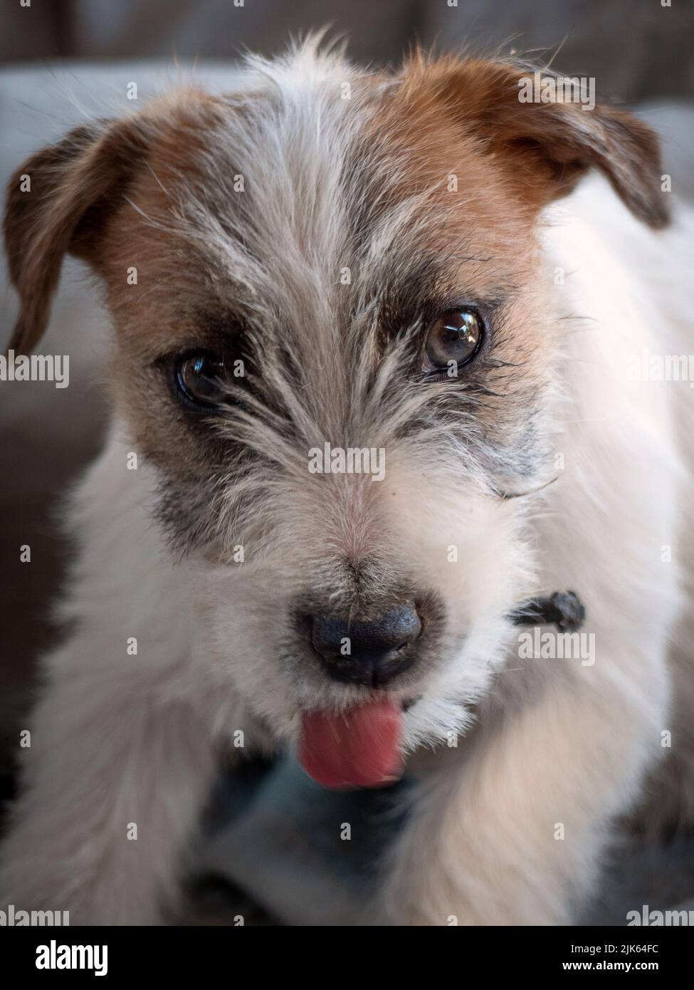 Jack Russell Terrier, quatre mois, regarde avec sa langue à la caméra. Banque D'Images