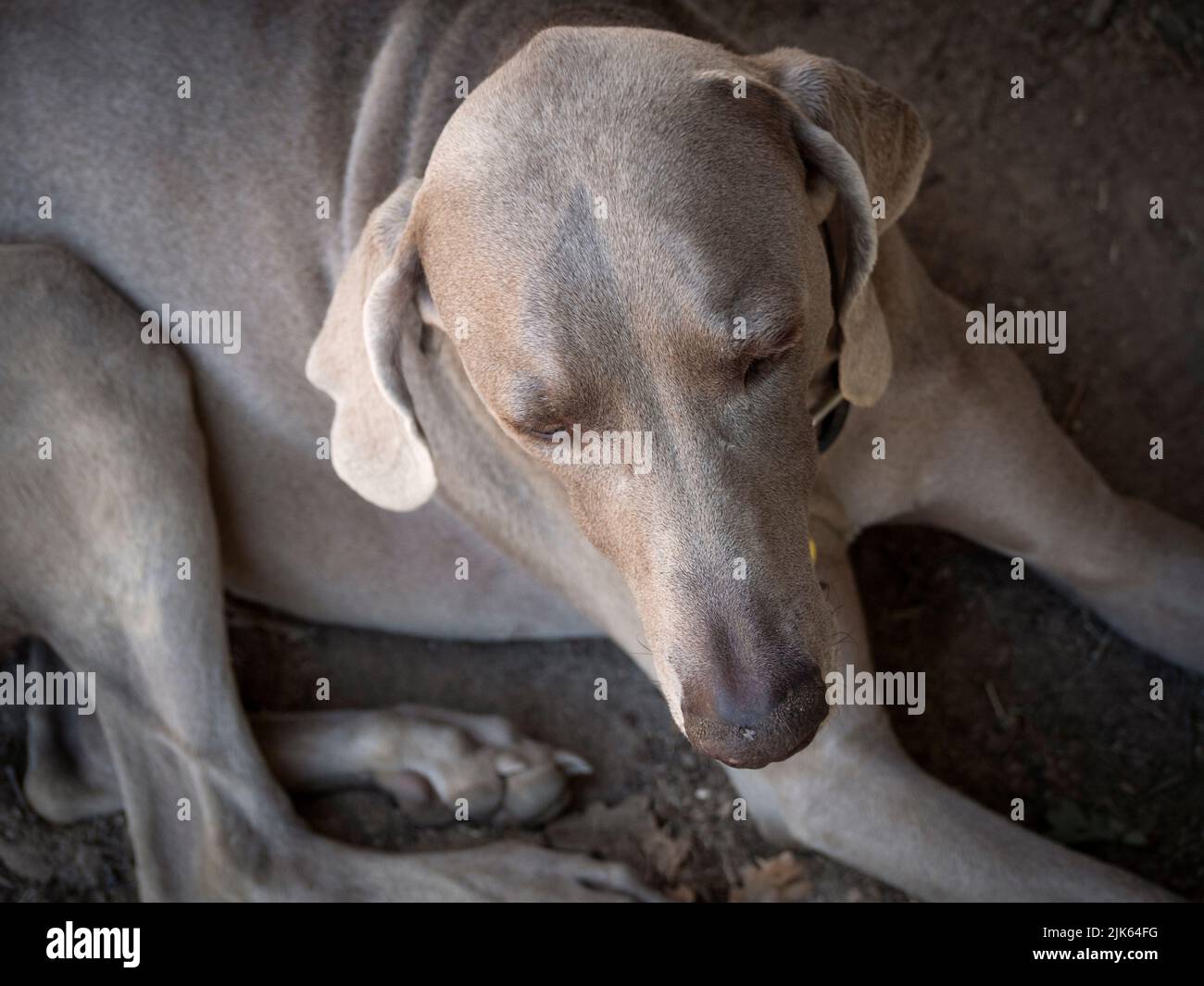 Vue en grand angle du chien Weimaraner couché. Banque D'Images