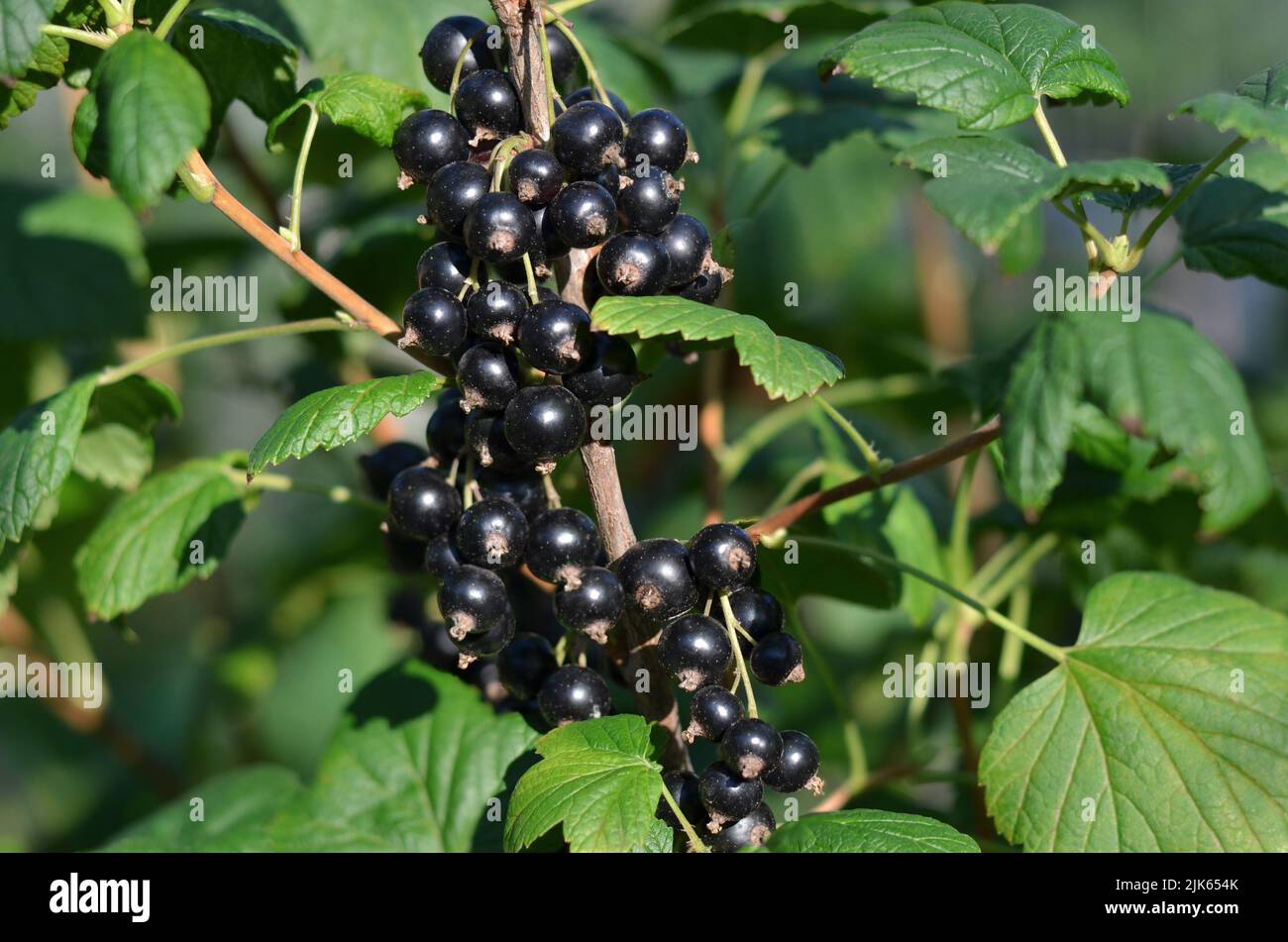 Grappes de cassis mûr avec des feuilles vertes sur une branche dans le jardin. Le concept de jardinage biologique. Banque D'Images
