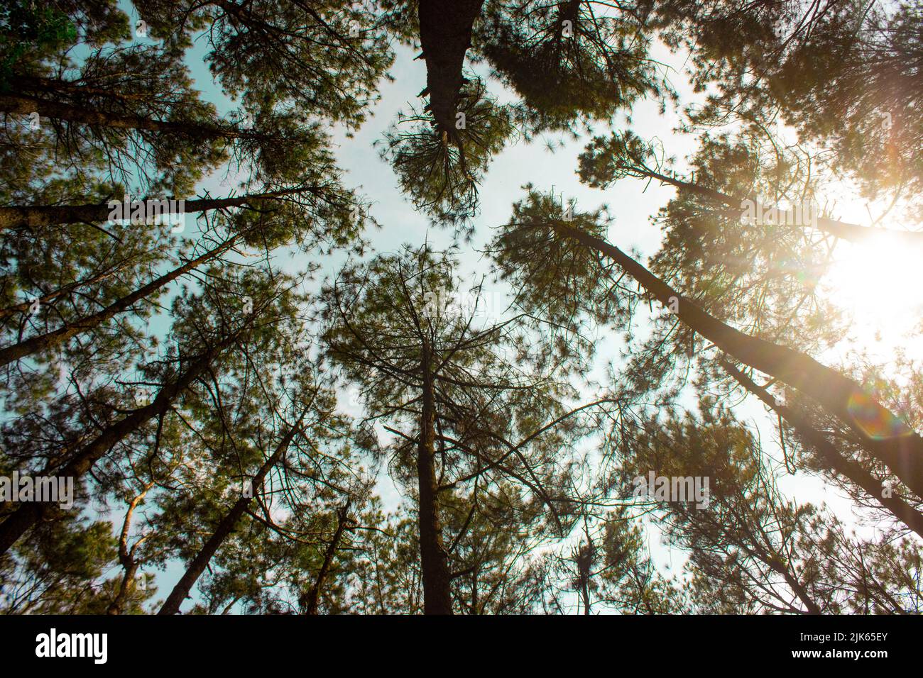 Vue de dessous de grands vieux arbres dans la forêt de pins. Petit ange plan d'une paisible forêt de pins, le matin Banque D'Images