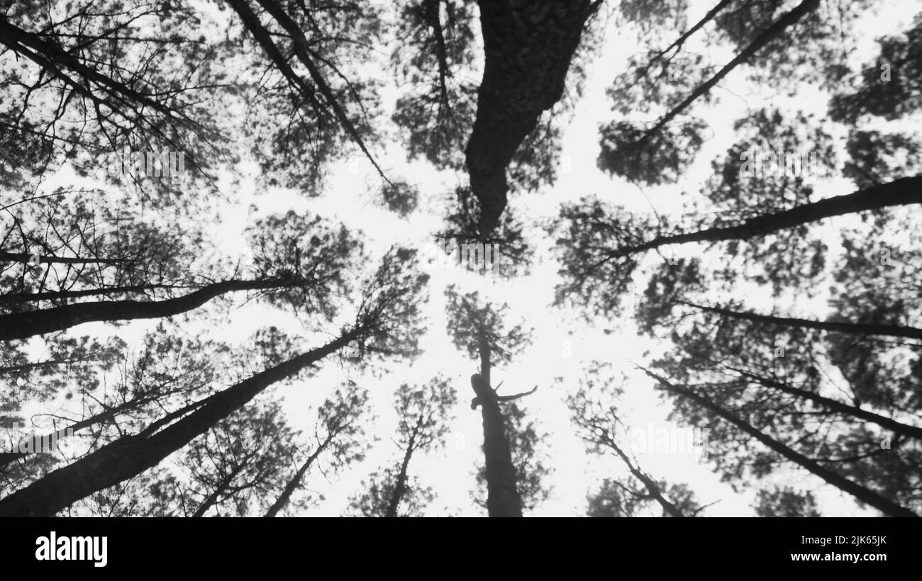 Vue de dessous de grands vieux arbres dans la forêt de pins. Petit ange plan d'une paisible forêt de pins, le matin Banque D'Images