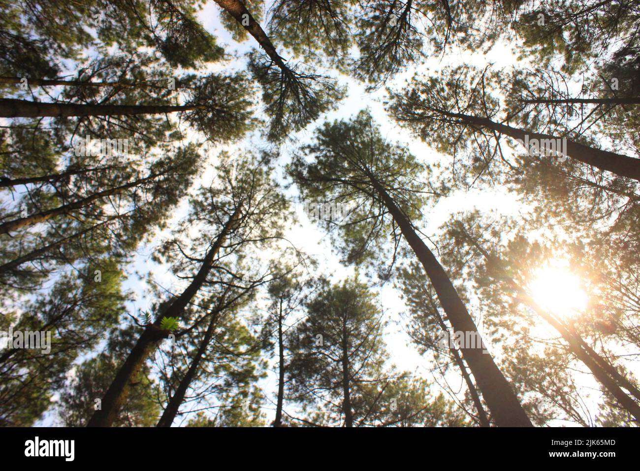 Vue de dessous de grands vieux arbres dans la forêt de pins. Petit ange plan d'une paisible forêt de pins, le matin Banque D'Images