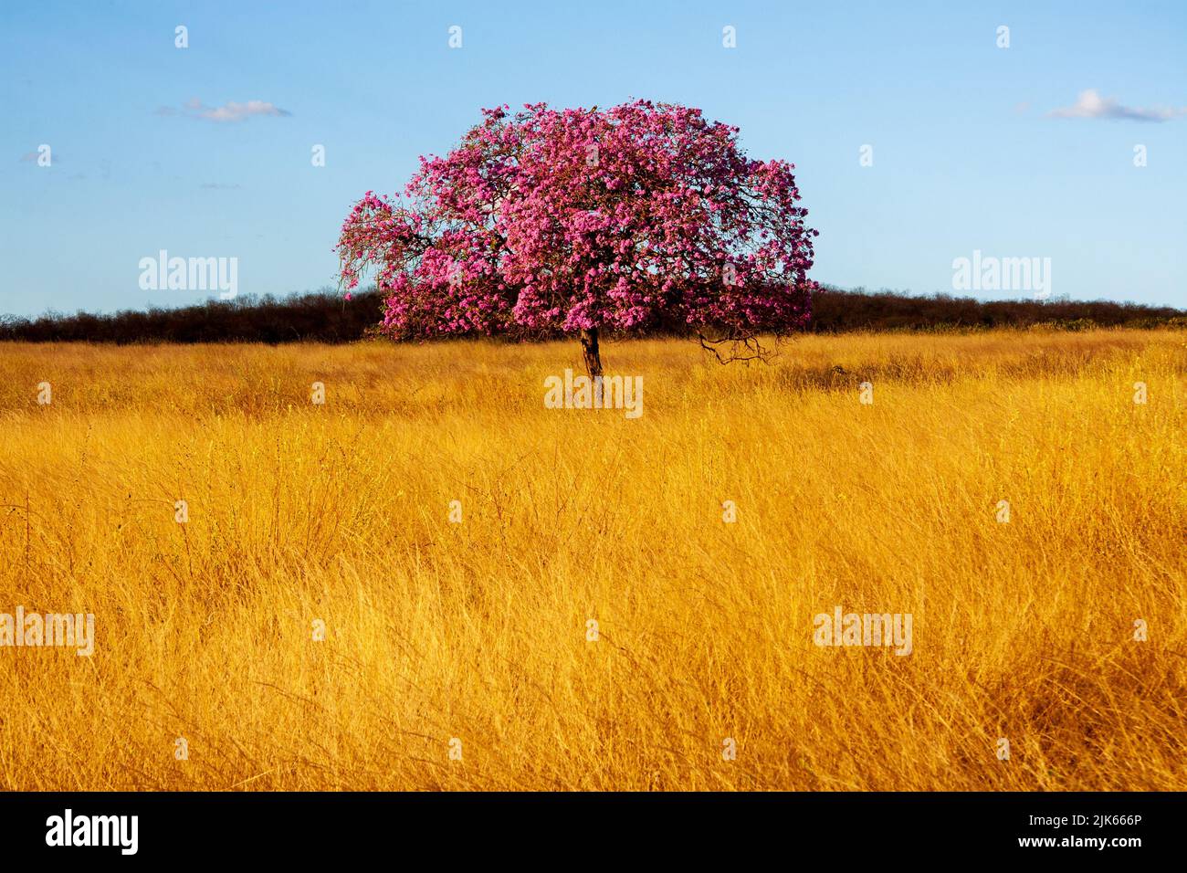 l'ipe pourpre ou l'arbre pau-d'arco dans un champ avec de l'herbe sèche Banque D'Images