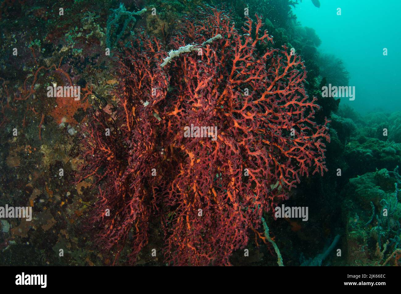 Fan de mer, Siphonogorgia sp., Nidaliidae, Anilao, Batangas, Philippines, Indo-océan pacifique, Asie Banque D'Images