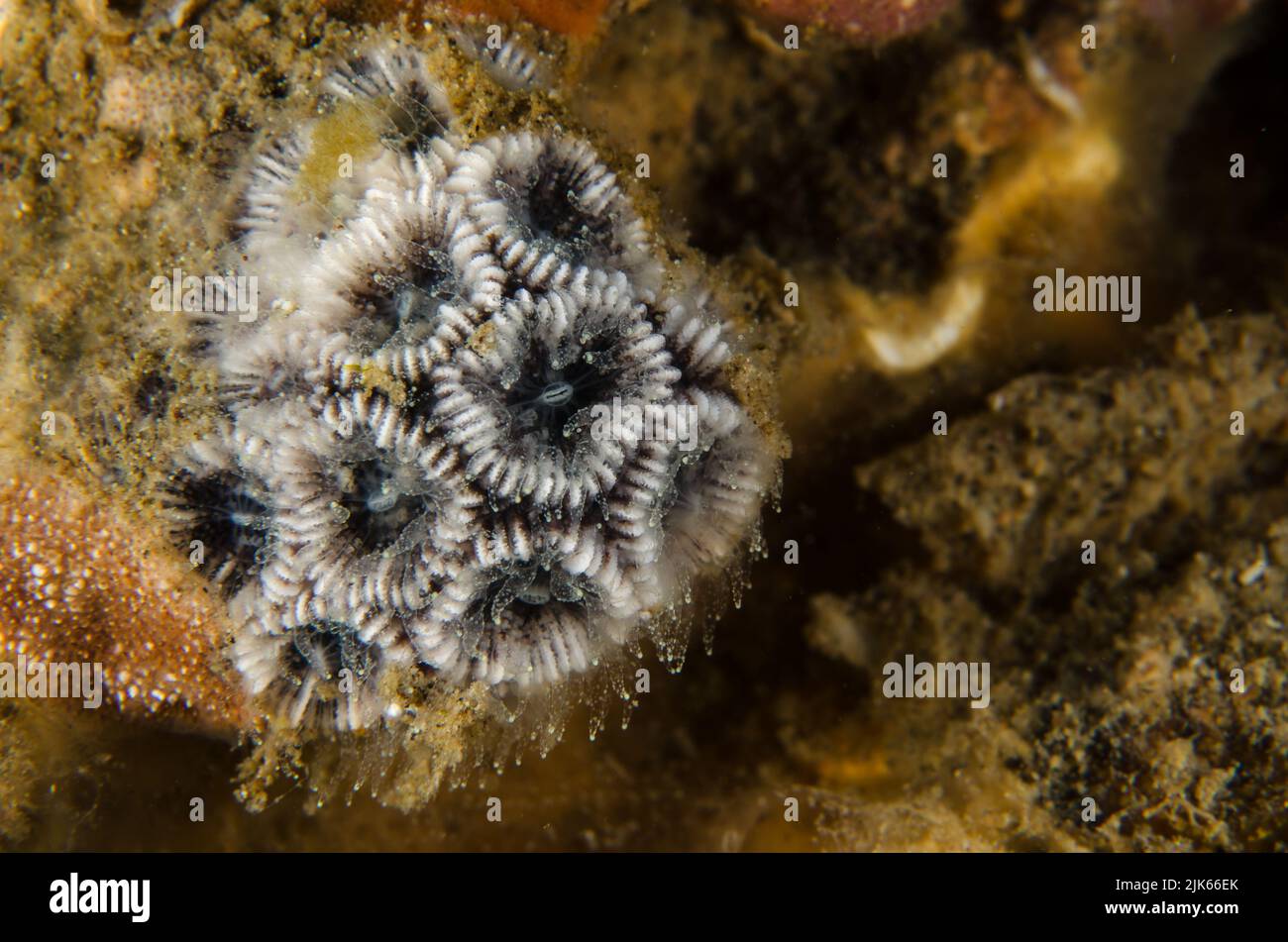 Corail cérébral, Lobuphyllia sp., Lobuphylliidae, Anilao, Batangas, Philippines, Indo-océan pacifique, Asie Banque D'Images