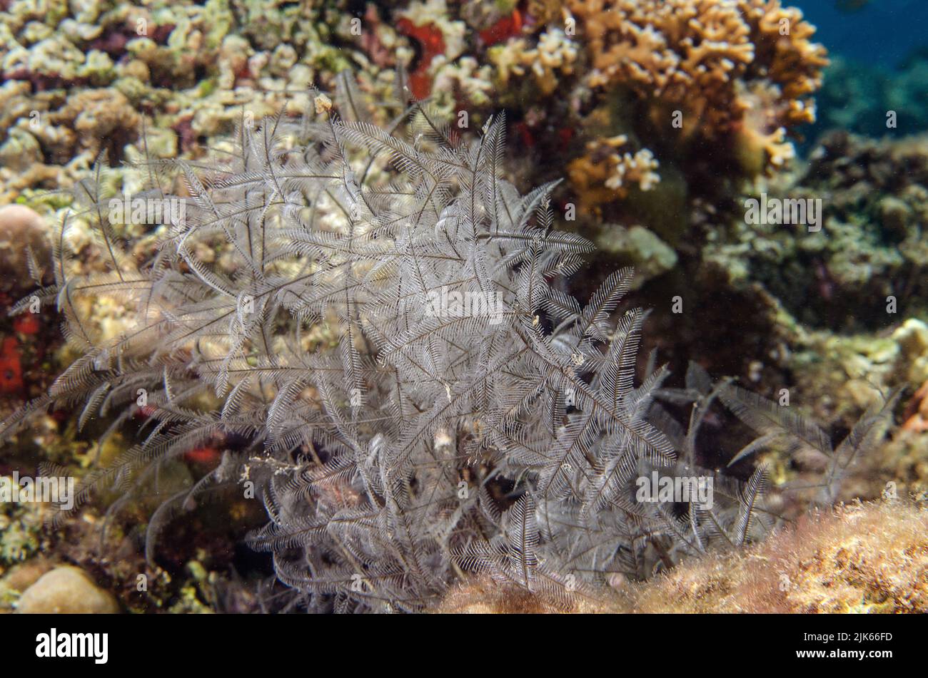 Hydrozoaire de stining, Aglaophenia cupressina, Plamulariidae, Anilao, Indo-océan pacifique, Philippines, Asie Banque D'Images