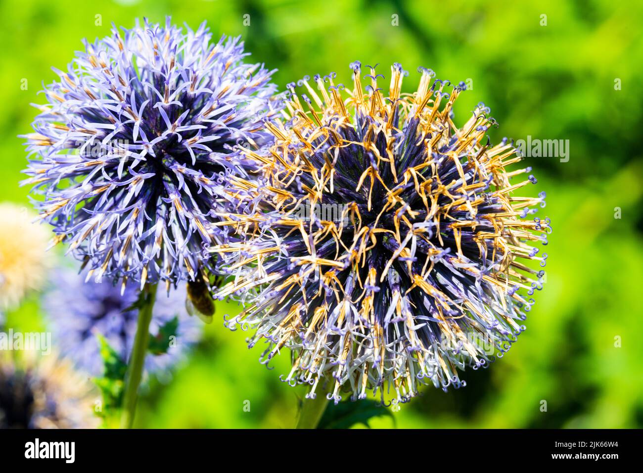 échinops; fleurs dans le jardin, botanique Banque D'Images