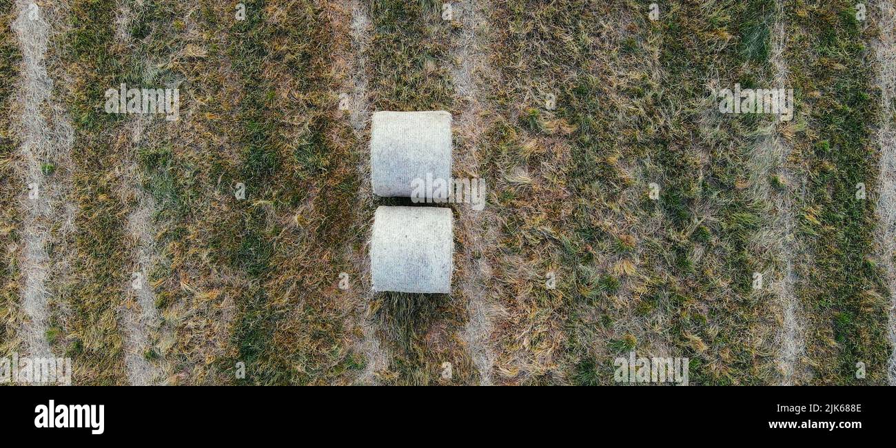 Une pile de foin. Vue du dessus du champ de grain mûr ou tir de drone. Bannière de la période de récolte. Vue aérienne de l'oreille de blé, seigle, orge, mil. Agriculture Banque D'Images