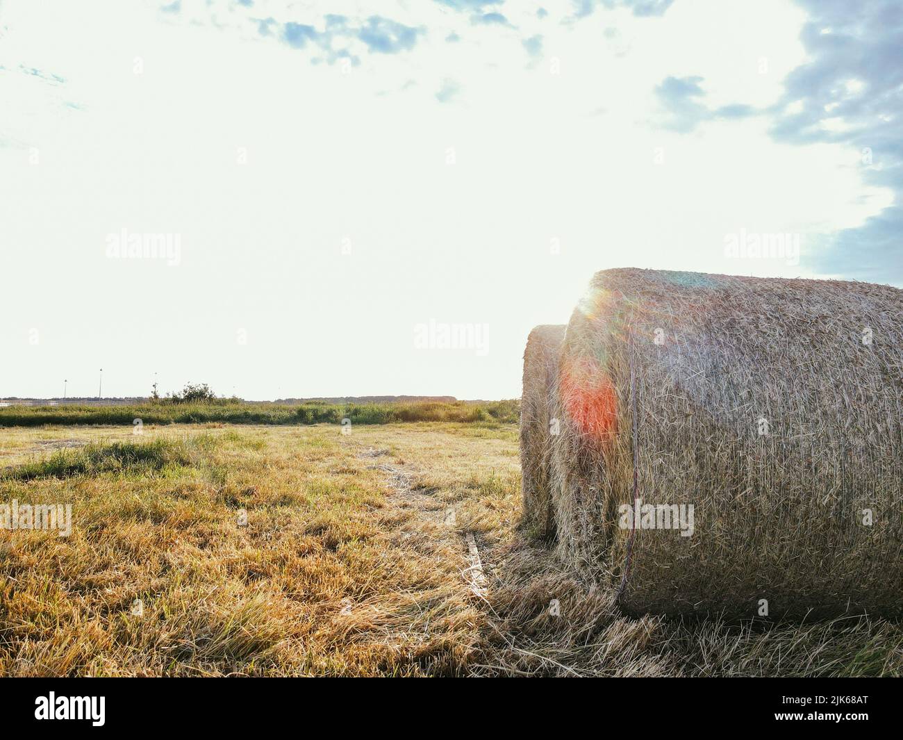 Une pile de foin. Champ de grain mûr et lumineux. Blé jaune contre le ciel bleu. Bannière de la période de récolte. Gros plan de l'oreille de blé, seigle, orge, mil Banque D'Images