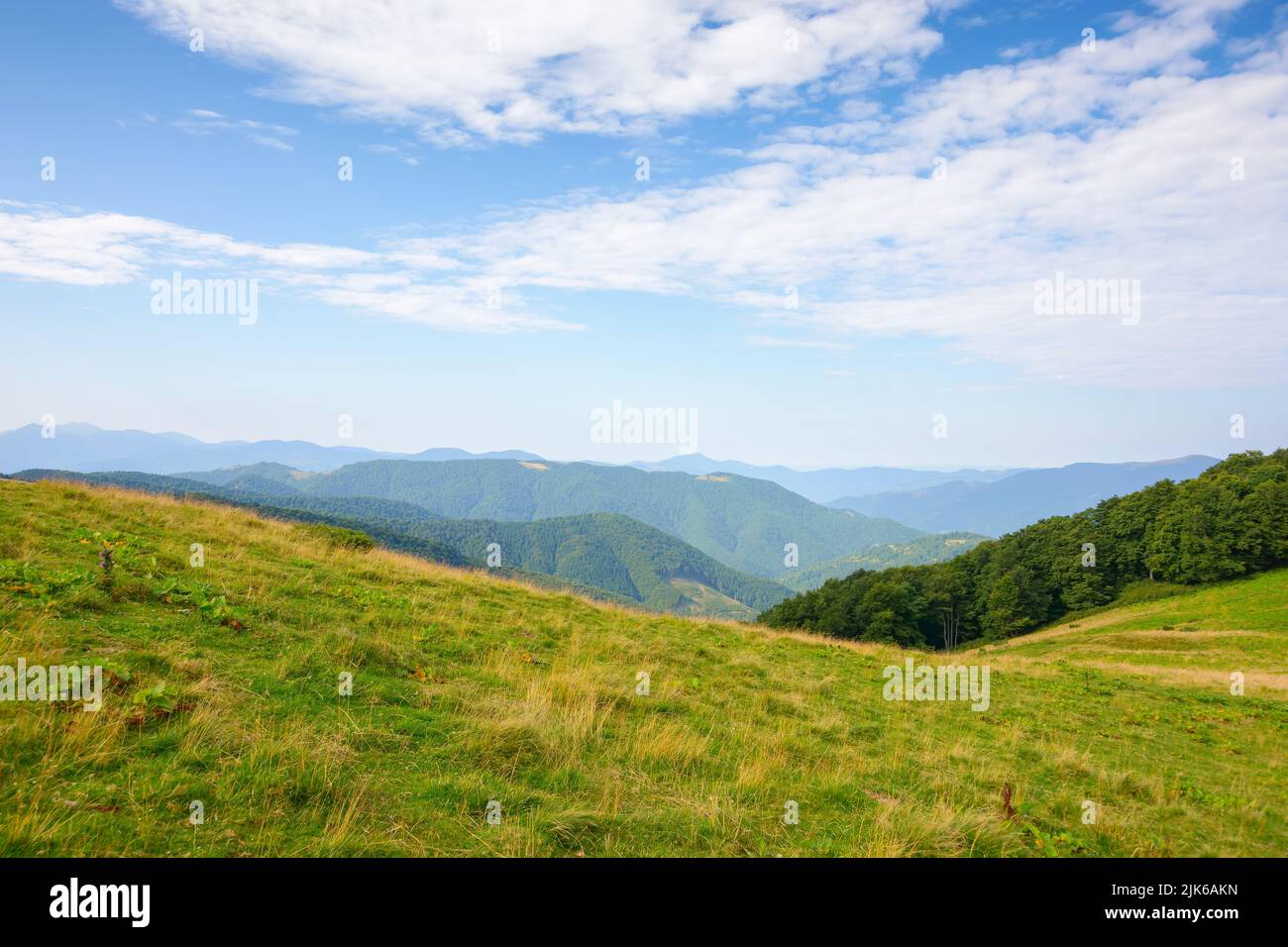 prés alpins sur une matinée ensoleillée d'été. forêt de hêtres sur la colline. crête de montagne au loin sous un ciel bleu avec des nuages moelleux Banque D'Images