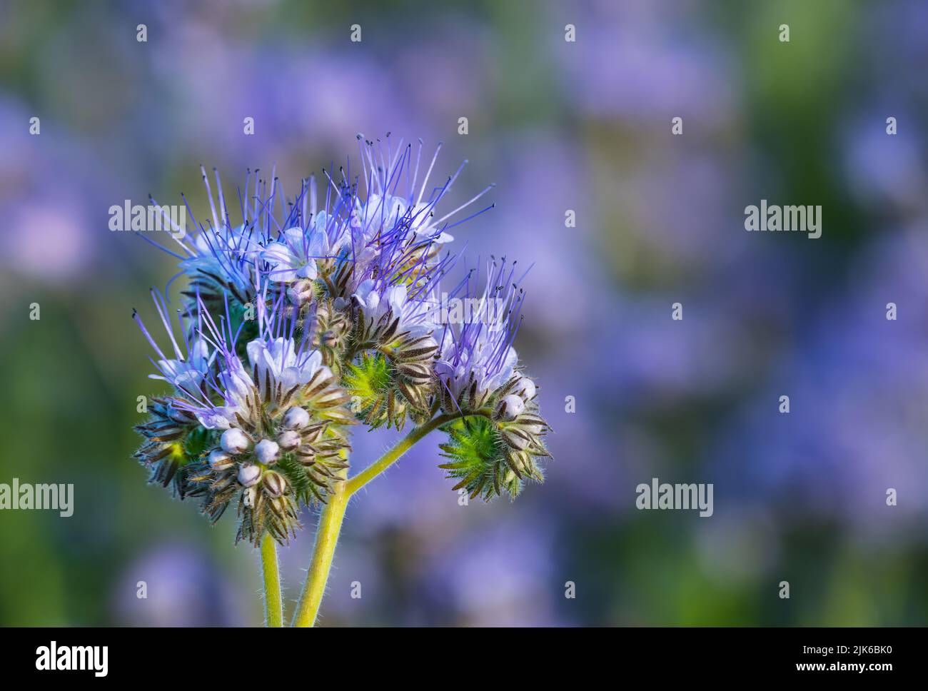 Fleurs et bourgeons bleus tansy sur fond de nature vert violet. Phacelia tanacetifolia. Gros plan des fleurs fragiles en forme de cloche d'enroulement sur un champ flou. Banque D'Images