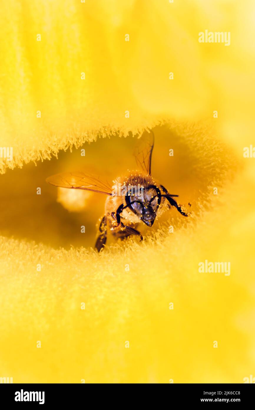 Abeille sur une fleur de citrouille Banque D'Images