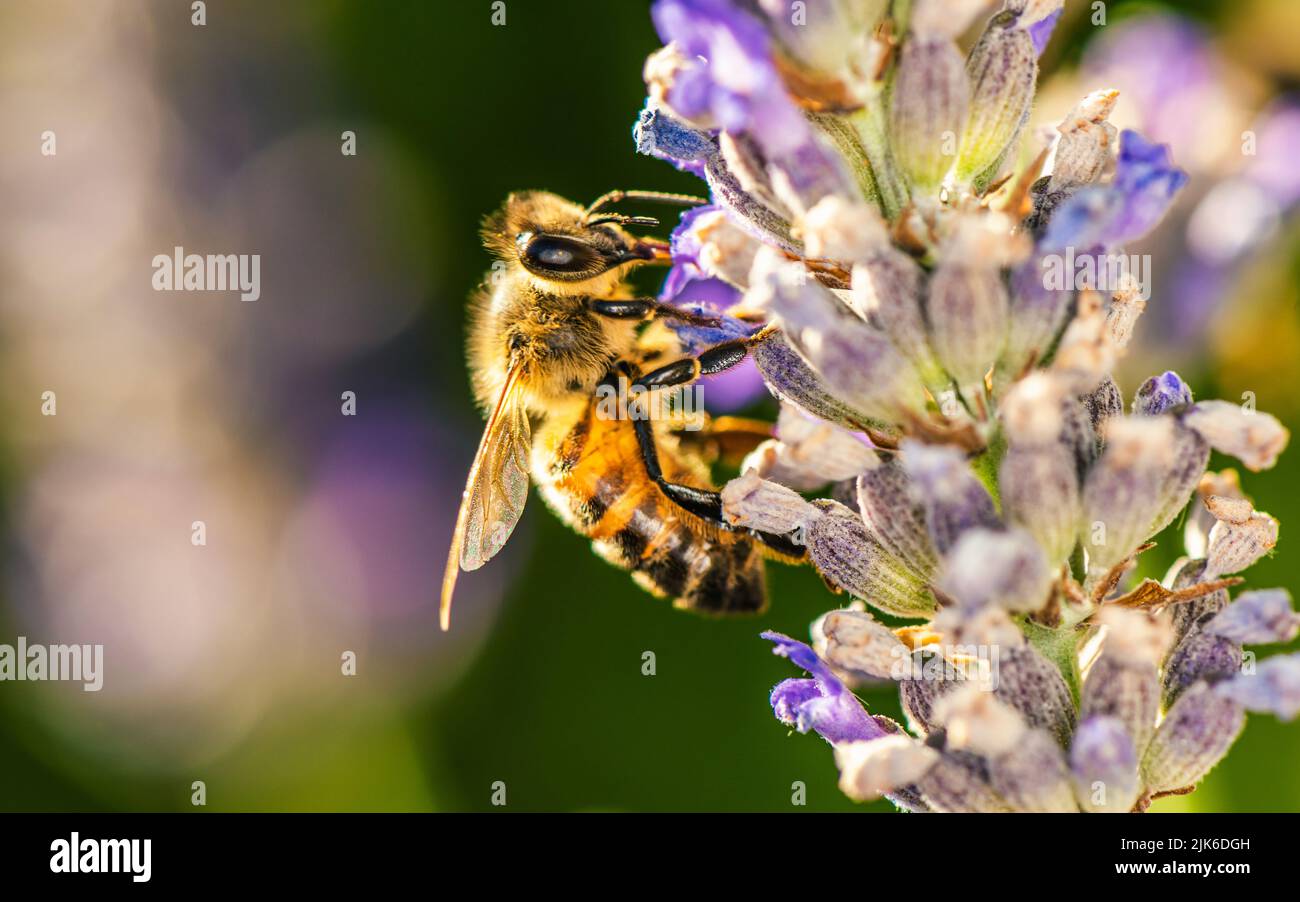 Abeille européenne ou abeille occidentale, API mellifera sur fleurs de lavande Banque D'Images