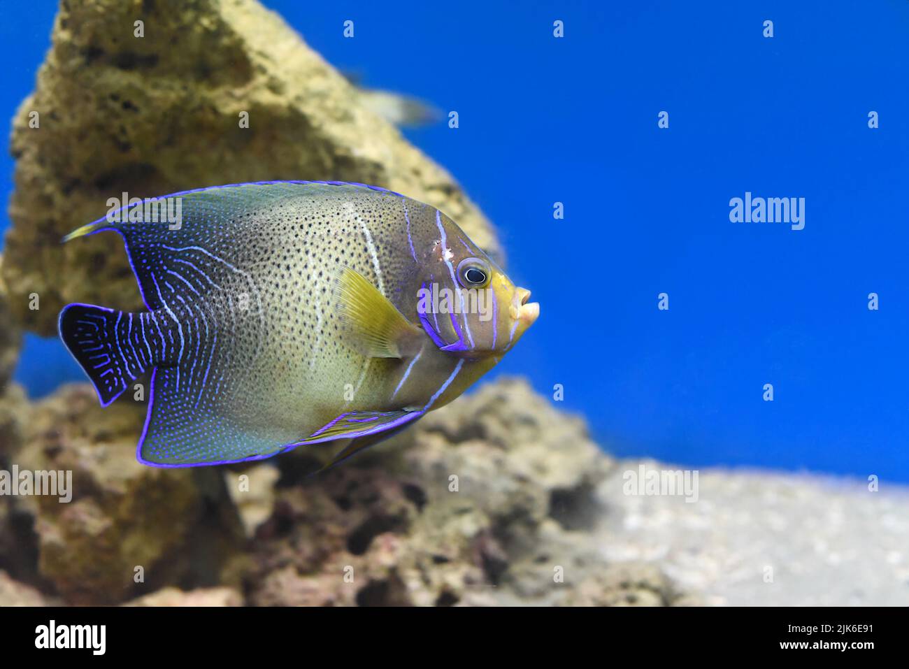 Le Coran Angelfish dans aquarium de plus près Banque D'Images