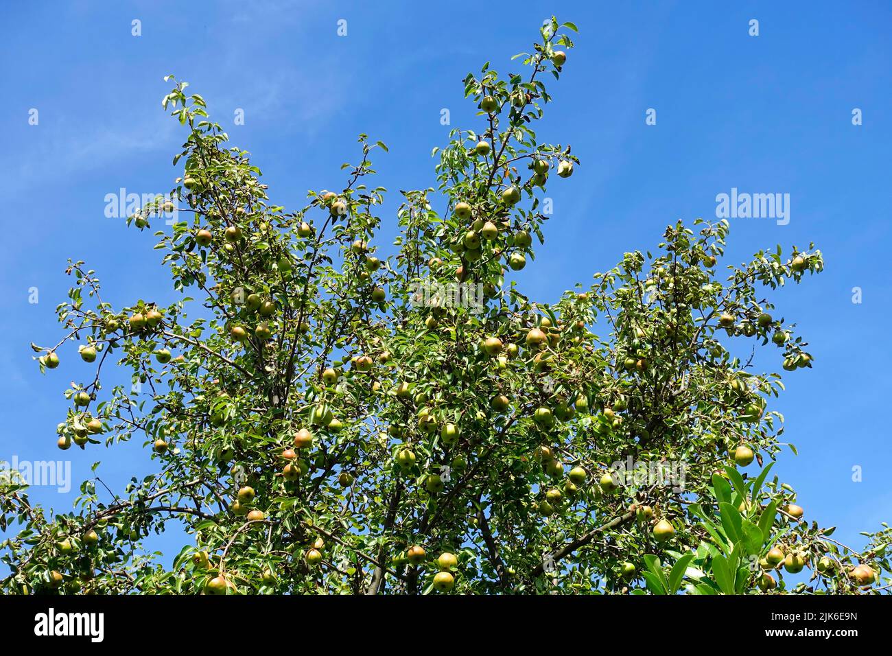 Carnaval des Apple Tree, Malus Karneval Banque D'Images