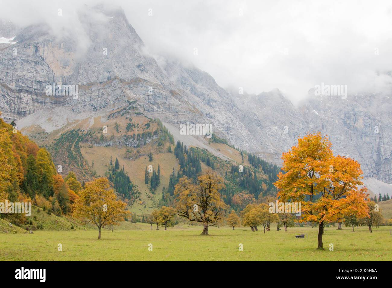 Érable d'automne avec nuages montagne bavaroise avec la première neige Banque D'Images