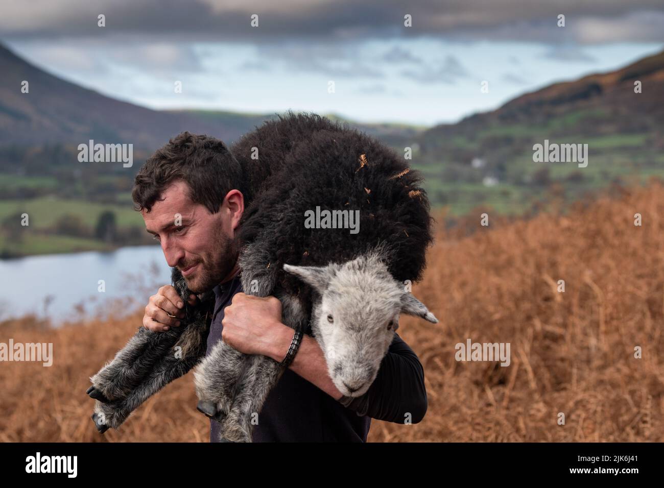 Les bergers qui rassemblent les moutons de Herdwick au large de Cenderdale sont tombés, en Cumbria, en automne, prêts pour le temps saisonnier de la cueillette. Lake District National Park, Royaume-Uni. Banque D'Images