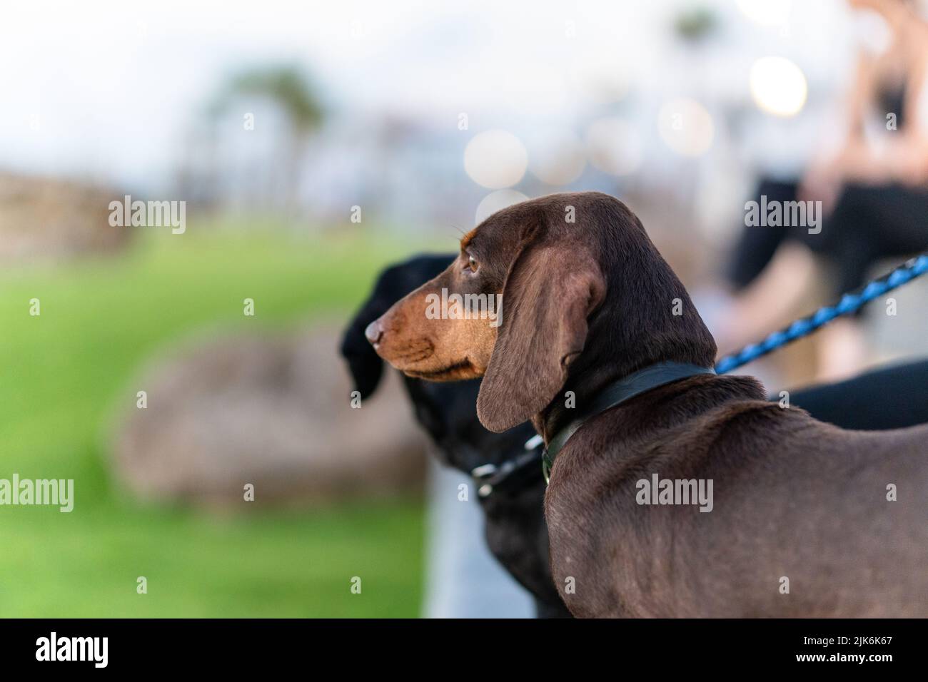 Dachshund dackel chien drôle d'animal assis à la lumière du jour Banque D'Images