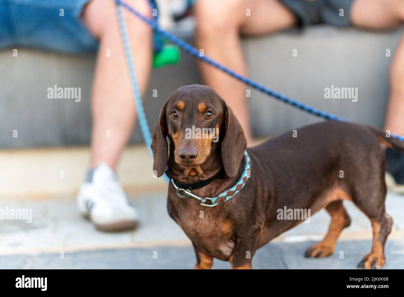Dachshund dackel chien drôle d'animal assis à la lumière du jour Banque D'Images