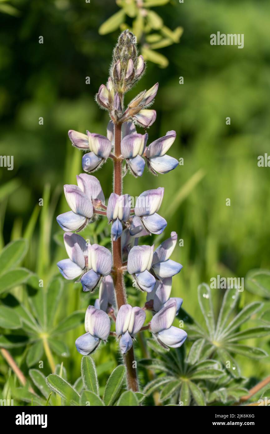 Plante florale en forêt à la lumière du jour Banque D'Images