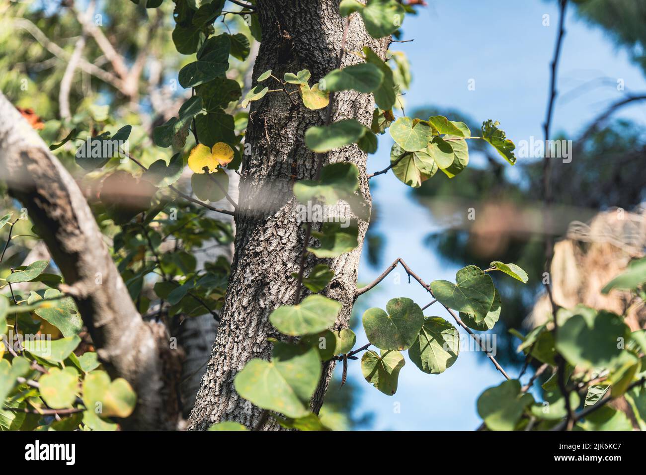 Magnifique arbre avec des feuilles vertes de près Banque D'Images