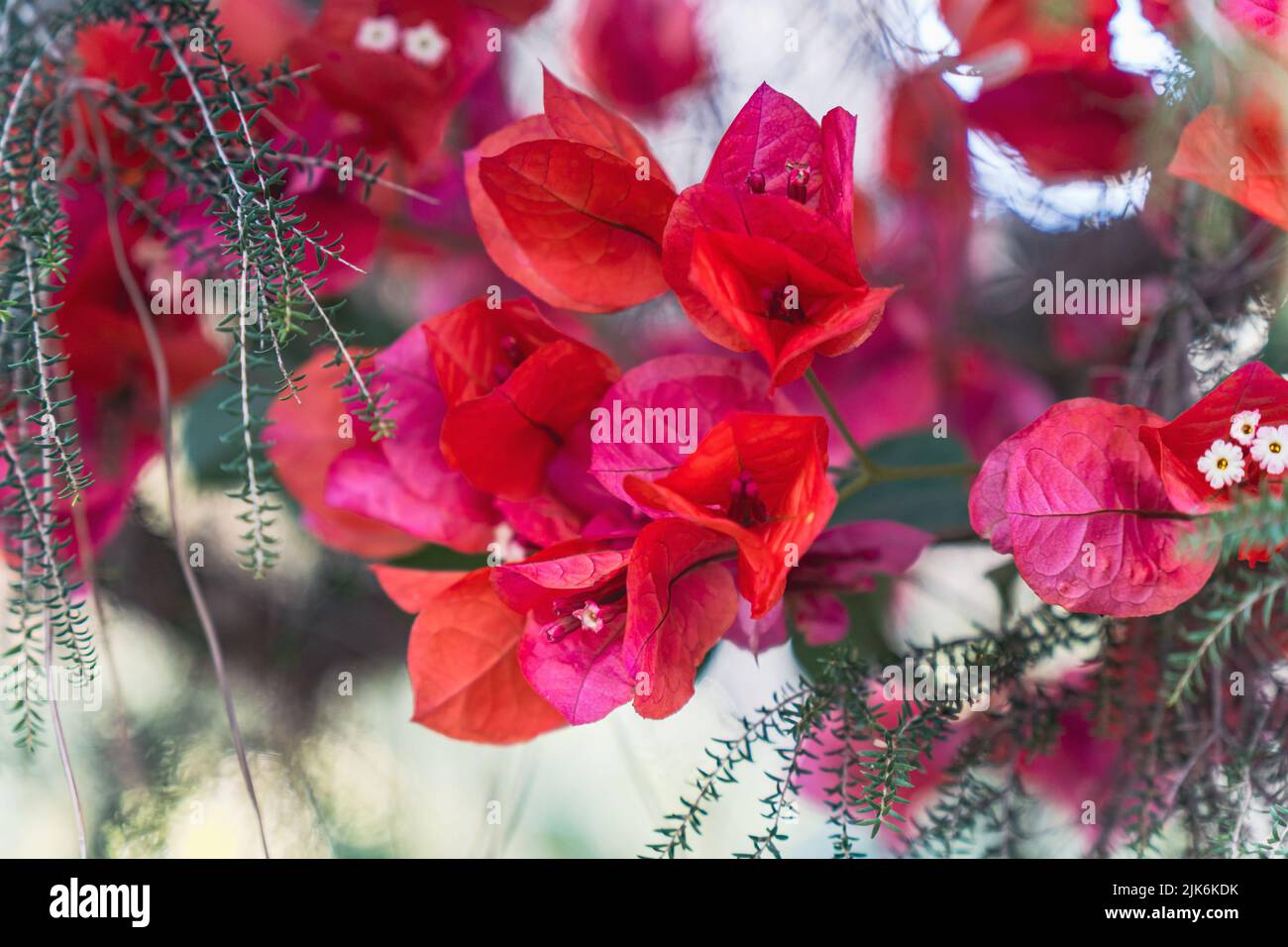 Fleur rouge avec feuilles vertes à la lumière du jour Banque D'Images