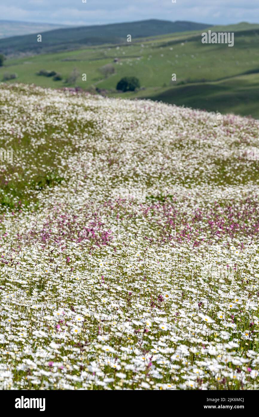 Prairie de fleurs sauvages donnant sur la vallée de l'Eden à Cumbria. L'agriculteur avait refermé une parcelle de terrain avec des fleurs sauvages dans le cadre d'un programme environnemental. Banque D'Images