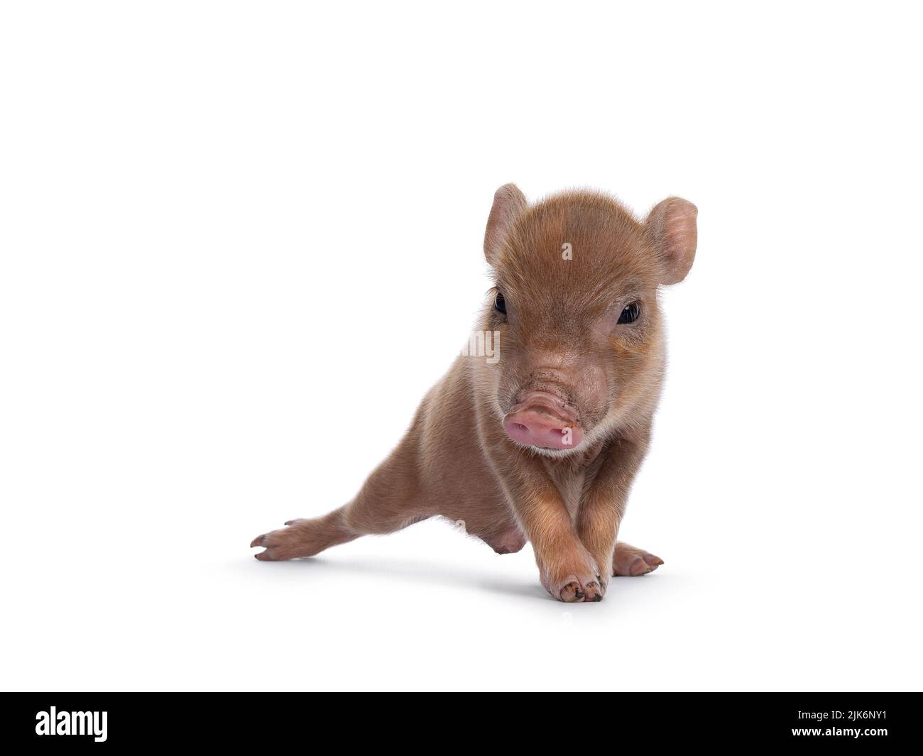 Mignon 2 jours vieux mini cochon rouge en pot, debout face à l'avant. Regardant directement à l'appareil photo. Isolé sur un fond blanc. Banque D'Images