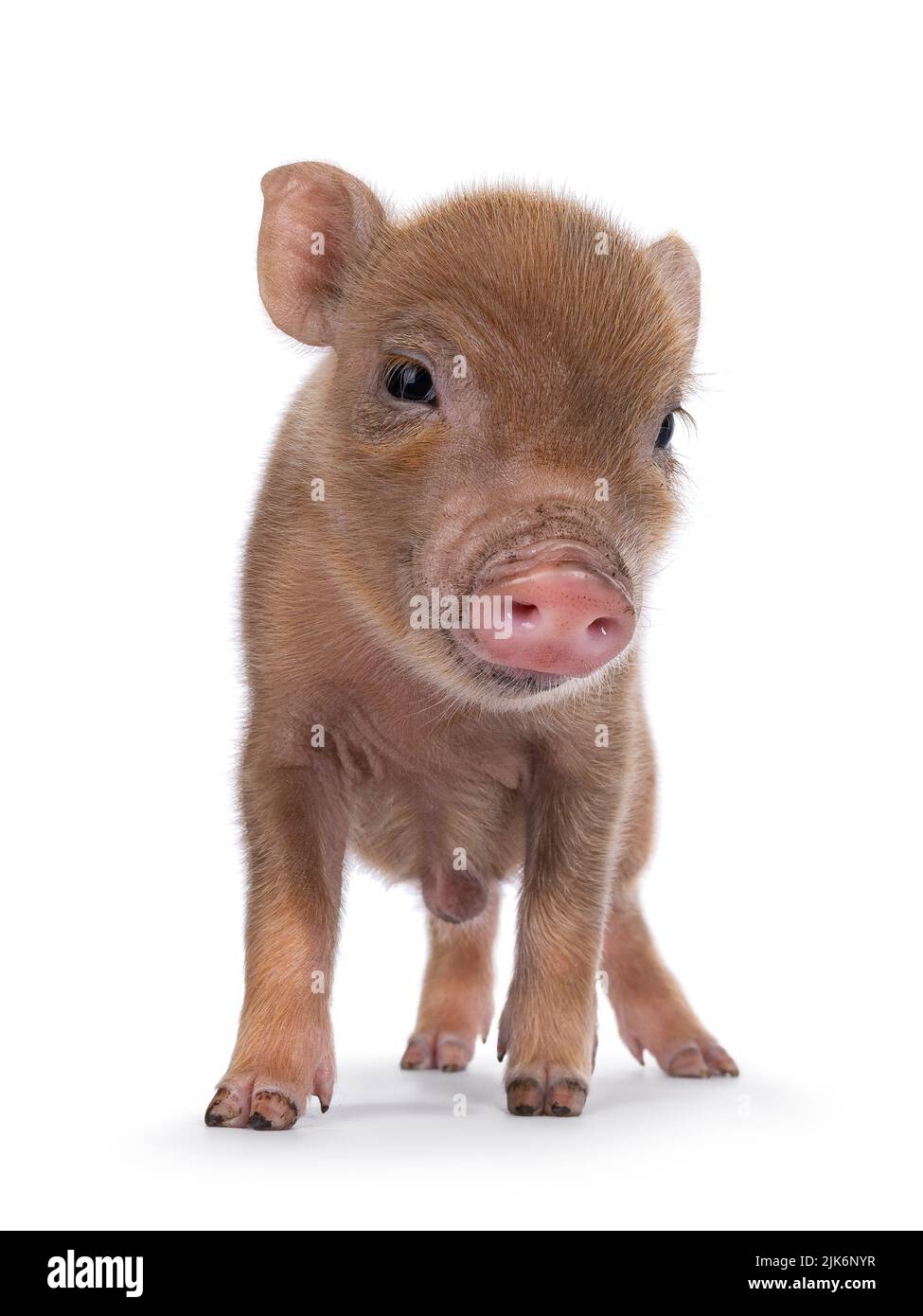 Mignon 2 jours vieux mini cochon rouge en pot, debout face à l'avant. Regardant directement à l'appareil photo. Isolé sur un fond blanc. Banque D'Images