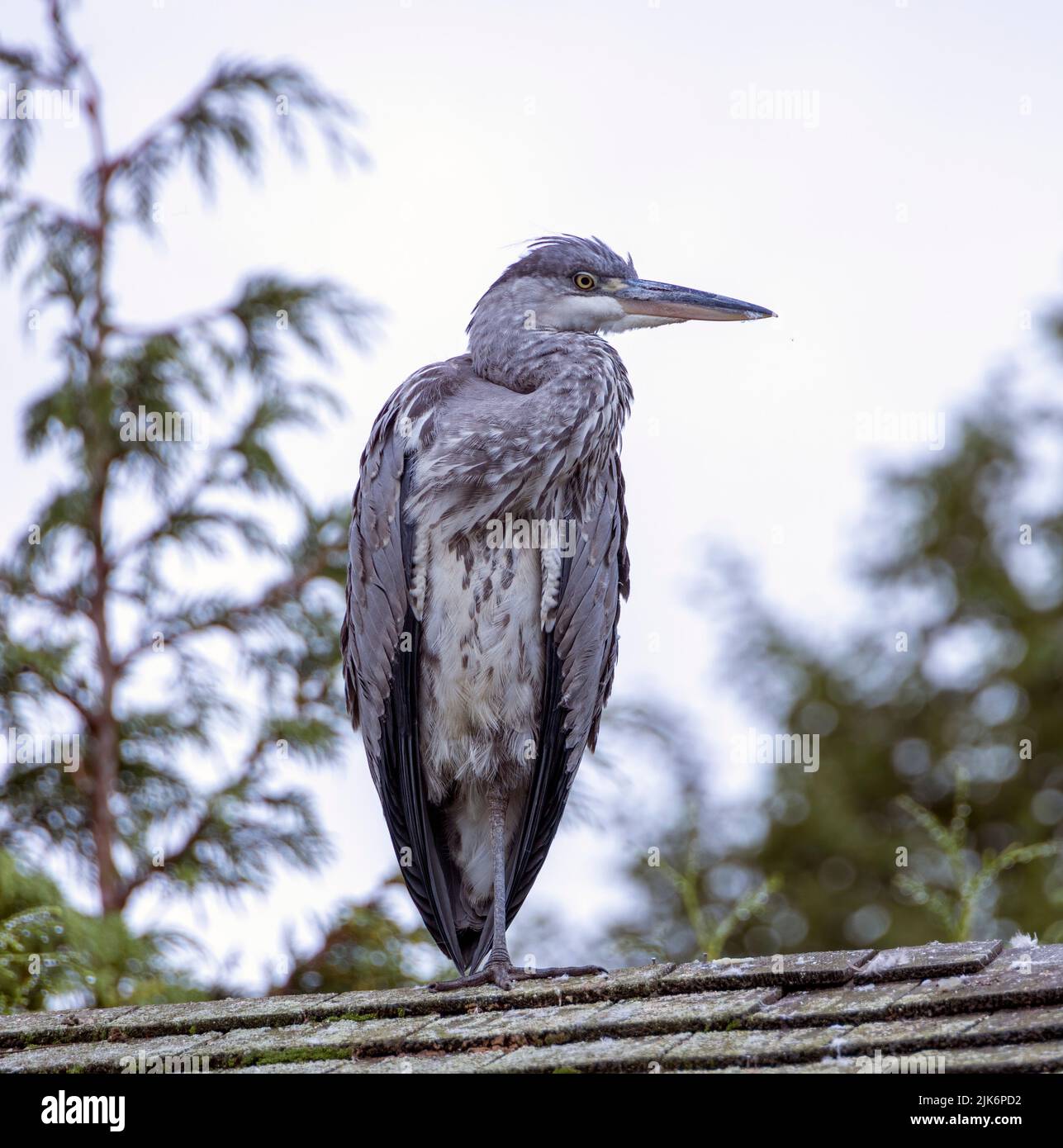 Heron gris sauvage perching sur le toit de la cabane, zoo de Dublin, Irlande Banque D'Images