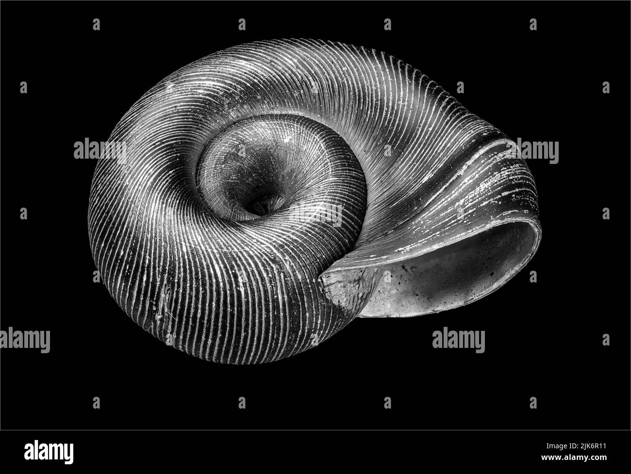 Vue macro de la coquille d'un escargot de ramshorn d'eau douce (famille Planorbidae). Banque D'Images