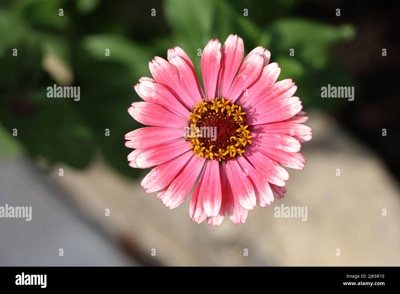 Fleur naturelle isolée de zinnia sur fond vert. Banque D'Images
