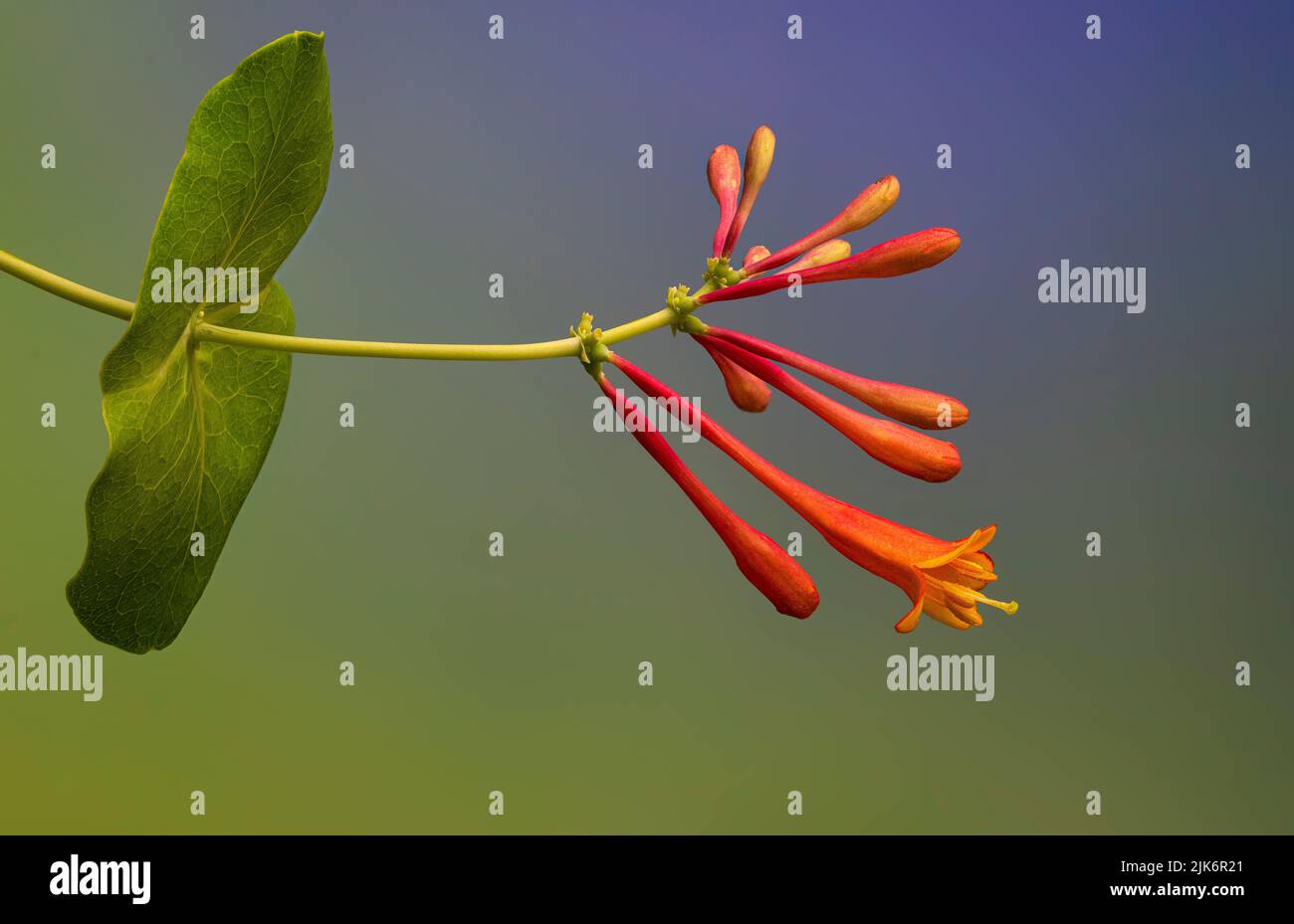 Fleurs et feuilles de chèvrefeuille de trompette (Lonicera sempervirens). La vigne est originaire de l'Amérique du Nord et commune dans les États du Sud. Banque D'Images