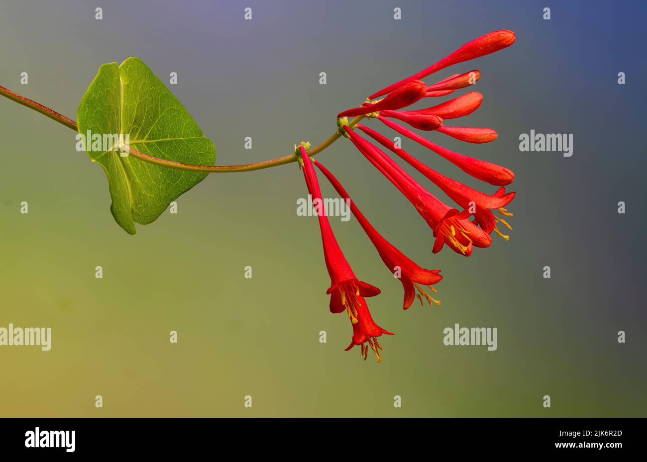 Fleurs et feuilles de chèvrefeuille de trompette (Lonicera sempervirens). La vigne est originaire de l'Amérique du Nord et commune dans les États du Sud. Banque D'Images
