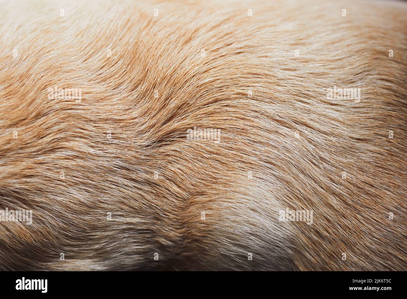 Gros plan de fourrure de chien. Poils d'animaux de l'ancien Labrador jaune retriever. Banque D'Images