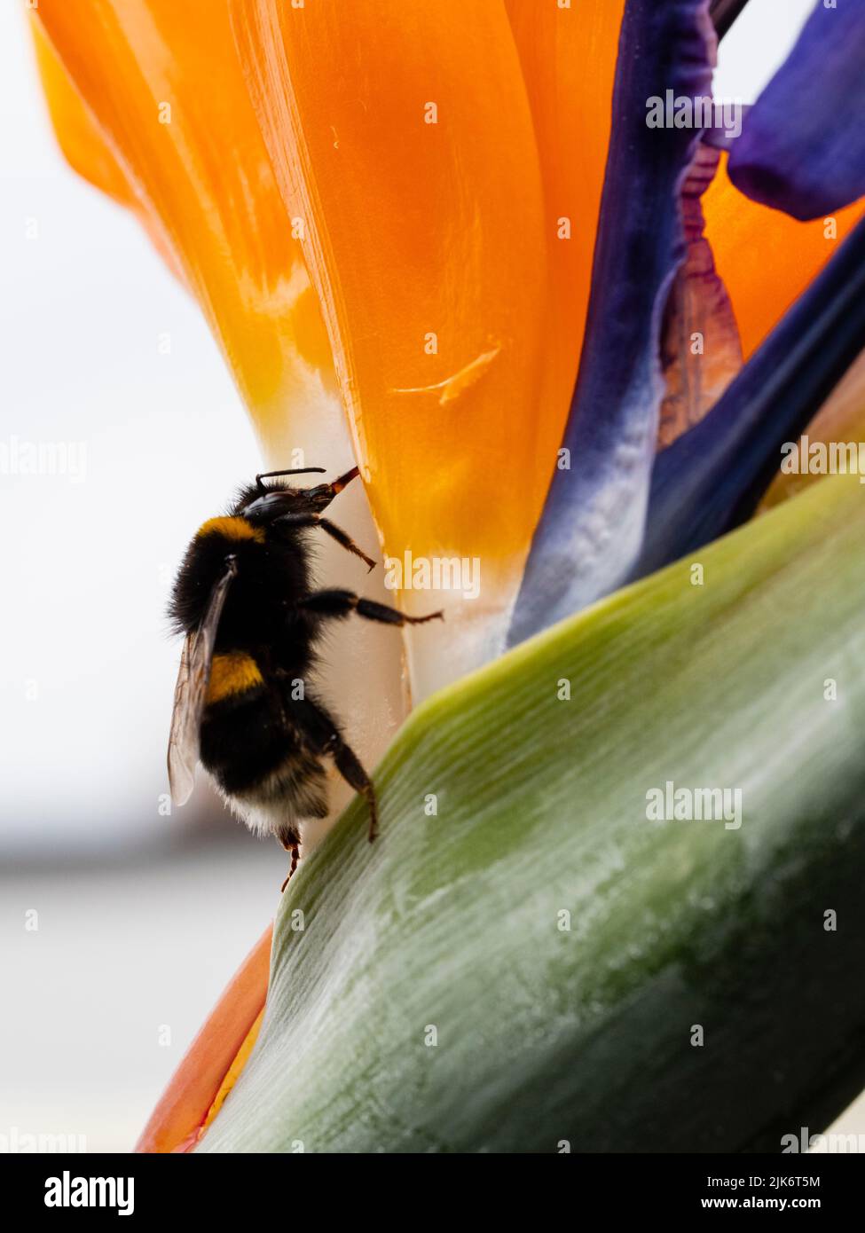 Bumblebee à queue de poule, Bombus terrestris, se nourrissant sur le nectar de Strelitzia reginae dans un jardin exotique du Devon, Royaume-Uni Banque D'Images