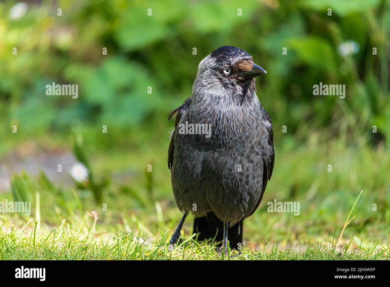 gros plan d'un jackdaw sauvage Banque D'Images