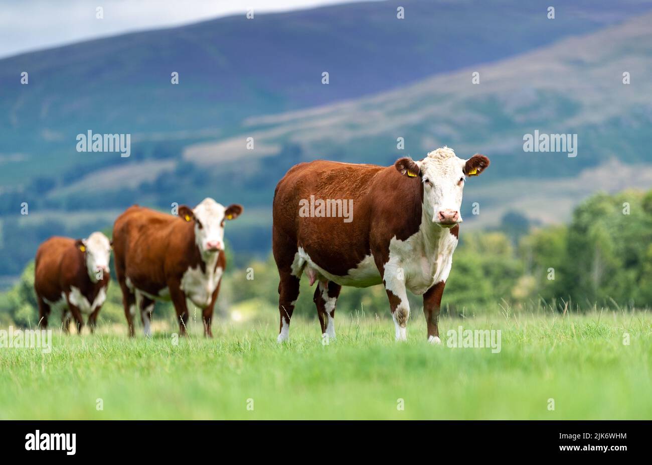 Trois bovins Hereford dans une ligne sur un pâturage en montagne à Cumbria, au Royaume-Uni. Banque D'Images