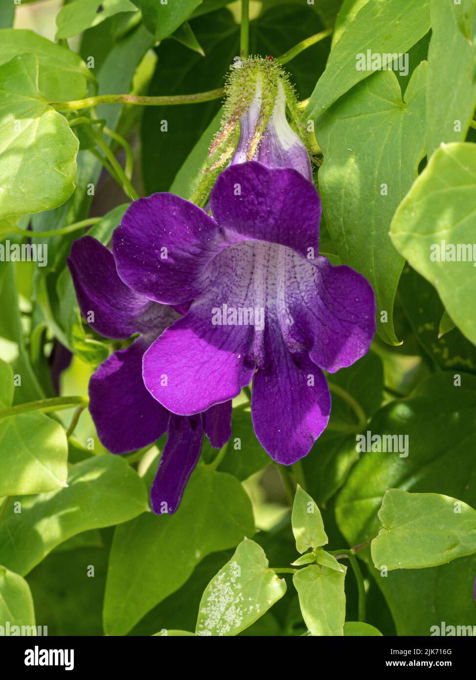 Un gros plan d'une seule fleur bleue/pourpre de l'usine d'escalade Asarina scandens Banque D'Images