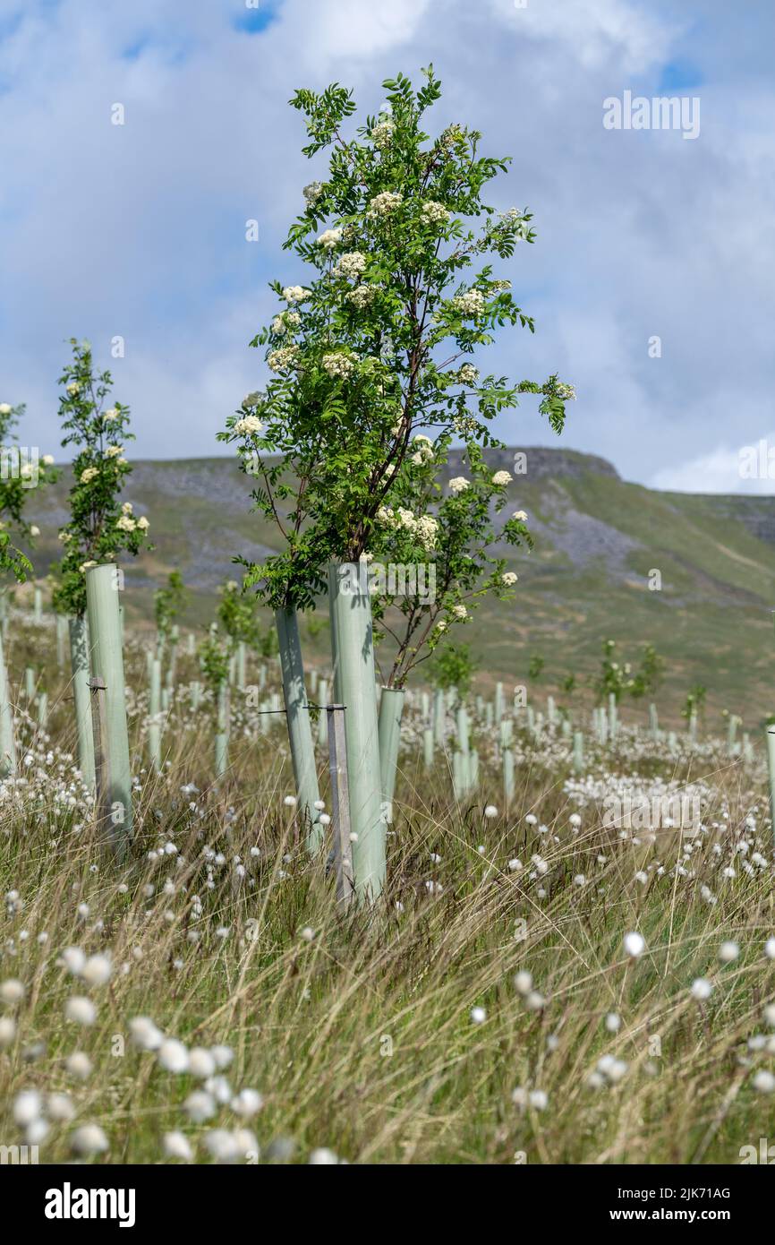 Landes dans la vallée de l'Eden supérieur plantées d'arbres résineux dans le cadre d'un projet environnemental. Mallerstank, Cumbria, Royaume-Uni. Banque D'Images