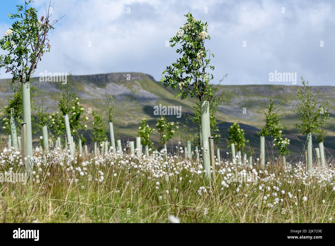 Landes dans la vallée de l'Eden supérieur plantées d'arbres résineux dans le cadre d'un projet environnemental. Mallerstank, Cumbria, Royaume-Uni. Banque D'Images