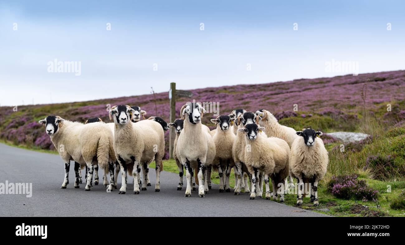 Troupeau de brebis et d'agneaux de Swaledale sur une route de la lande dans le parc national des Moors de North York, Royaume-Uni. Banque D'Images