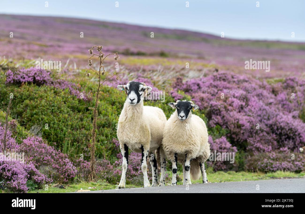 Troupeau de brebis et d'agneaux de Swaledale sur une route de la lande dans le parc national des Moors de North York, Royaume-Uni. Banque D'Images