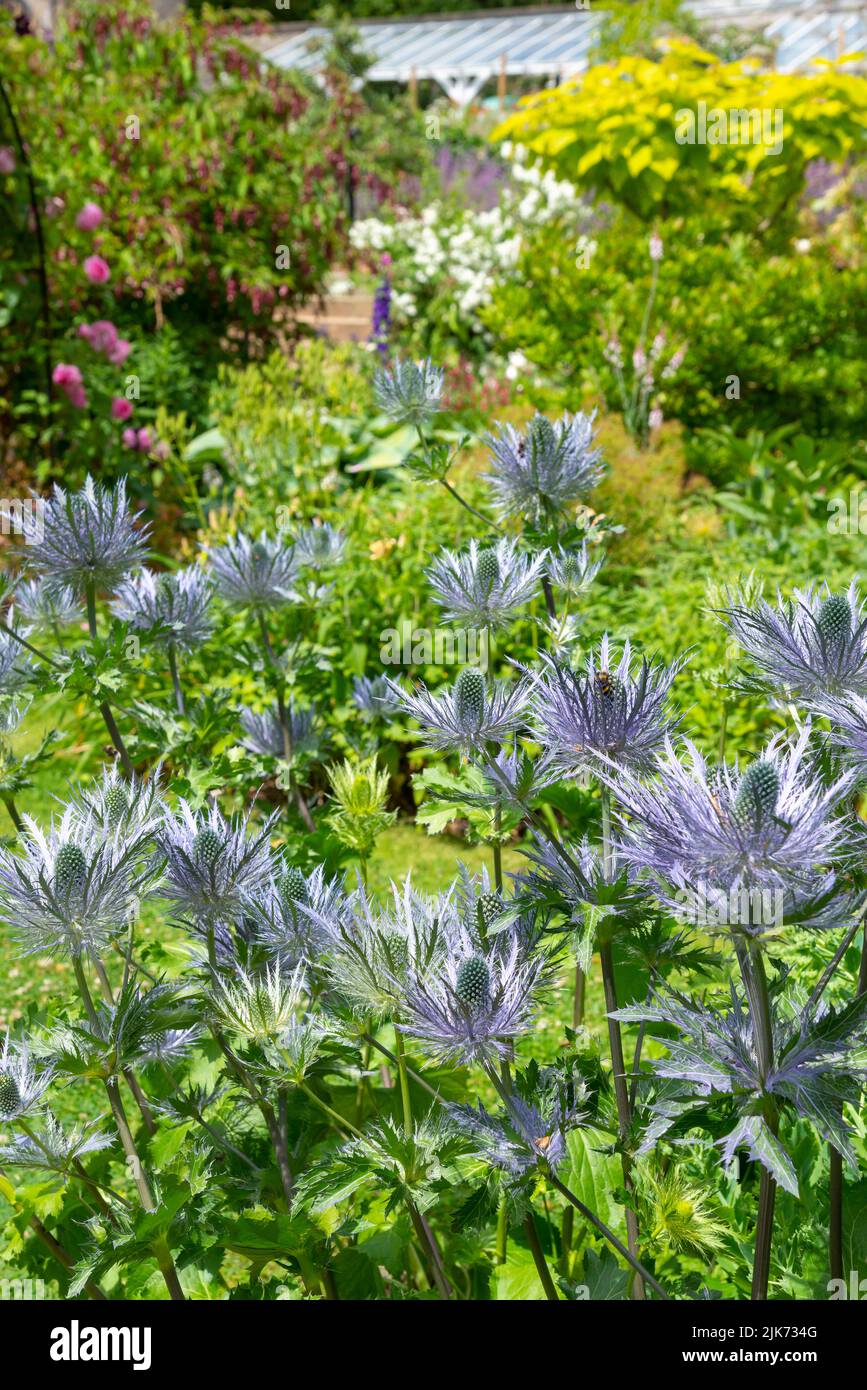 Bleu piquant Eryngium Alpinum (Sea Holly) dans un jardin de fleurs anglais au milieu de l'été. Banque D'Images