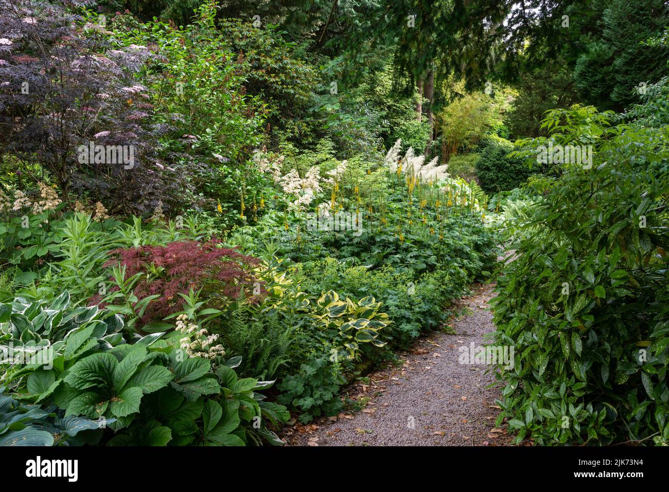 Plantation tolérante à l'ombre dans les jardins de Thornbridge Hall près de Bakewell, Derbyshire, Angleterre. Banque D'Images