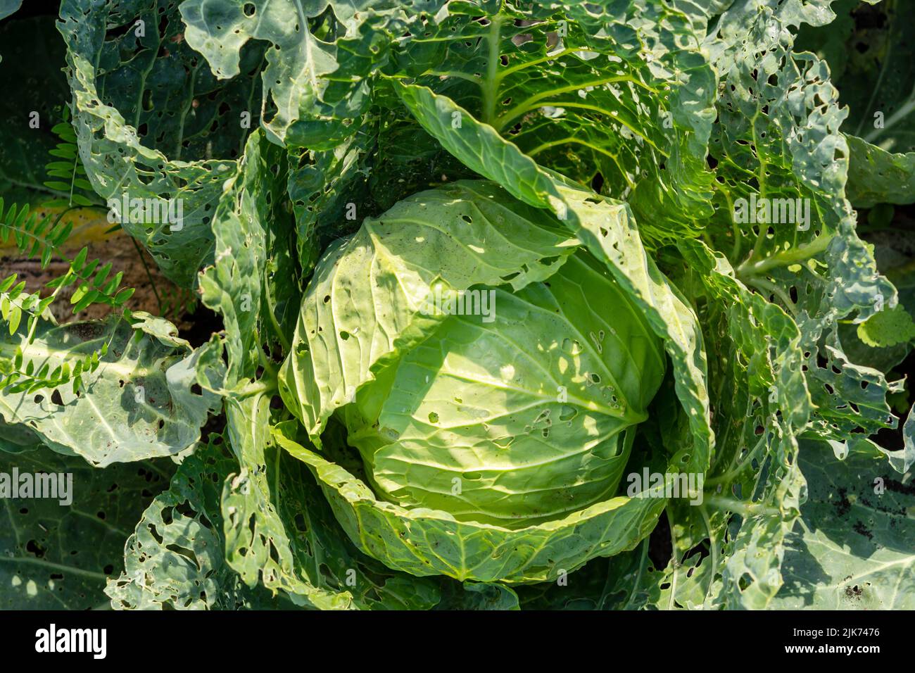 Chou insectes endommagés insectes ravageurs gros plan, laisse le chou dans le trou, mangé par les larves papillons et chenilles. Maladies des plantes Banque D'Images