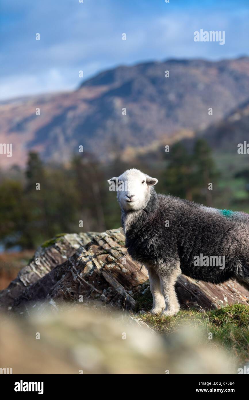 Le mouton de Herdwick, une race de colline robuste, sur les montagnes de Seathwaite dans la vallée de Borrowdale près de Keswick, Cumbria, Royaume-Uni. Banque D'Images